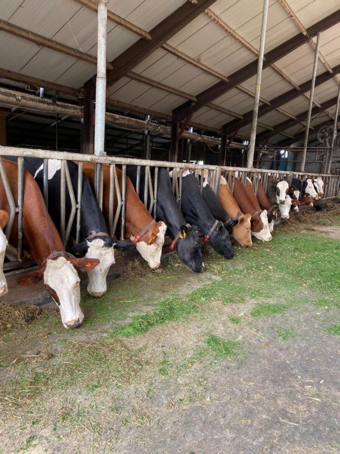 Herberg Boerderij De Straat-Hof Bed & Breakfast Leimuiden ภายนอก รูปภาพ