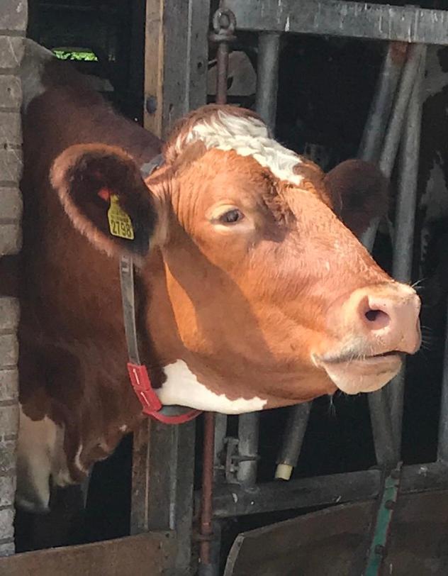 Herberg Boerderij De Straat-Hof Bed & Breakfast Leimuiden ภายนอก รูปภาพ