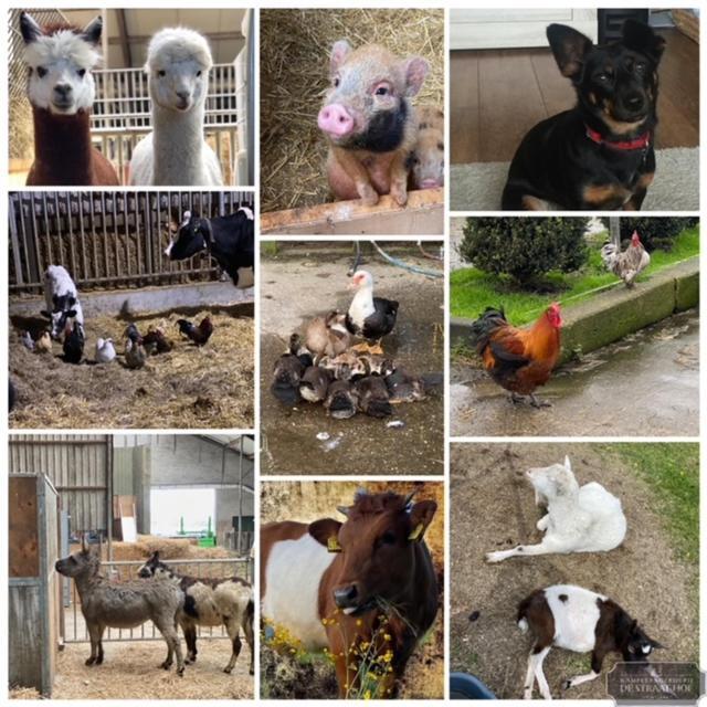Herberg Boerderij De Straat-Hof Bed & Breakfast Leimuiden ภายนอก รูปภาพ